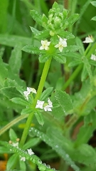 Galium verrucosum