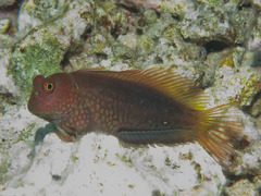 Red-Streaked Blenny photo 2