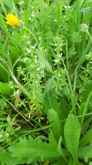Galium verrucosum