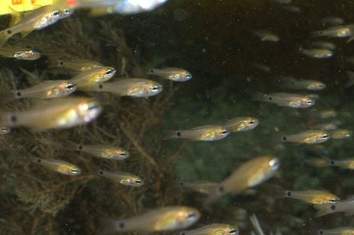 Ostorhinchus ocellicaudus observed 2018-03-20