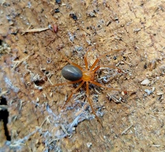 Loxosceles yucatana