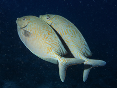 Gold-Spotted Rabbitfish photo 4