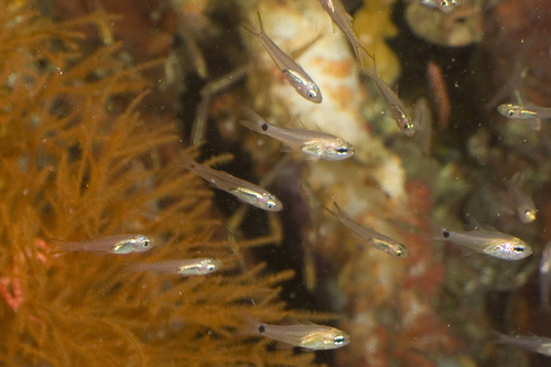 Ostorhinchus ocellicaudus observed 2018-03-20