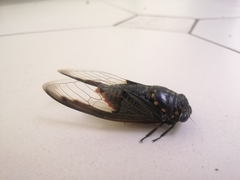 Cryptotympana aquila