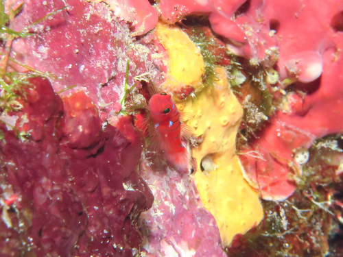 Pygmy goby (Trimmatom eviotops) — Gobiidae — 4