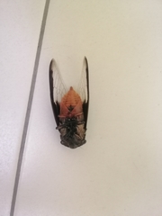 Cryptotympana aquila