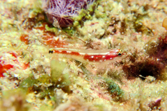 False-Comet Dwarfgoby photo 2