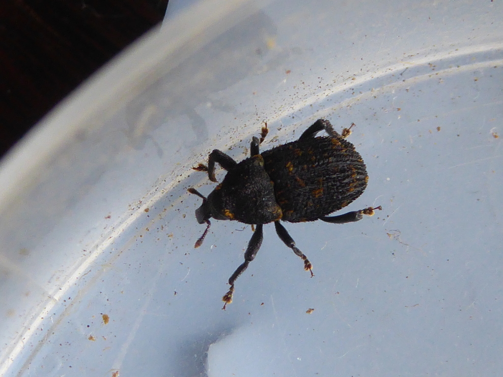 Oreda