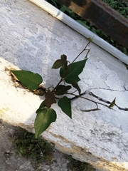 Passiflora ciliata