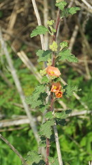 Sphaeralcea bonariensis