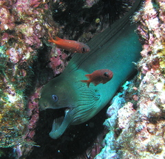 Gymnothorax castaneus