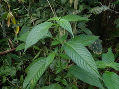 Gonzalagunia hirsuta