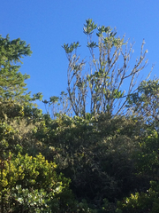 Rhododendron macrophyllum