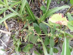 Euphorbia hypericifolia