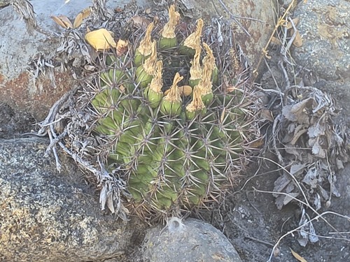 Eriosyce marksiana
