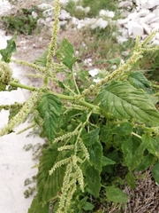 Amaranthus dubius