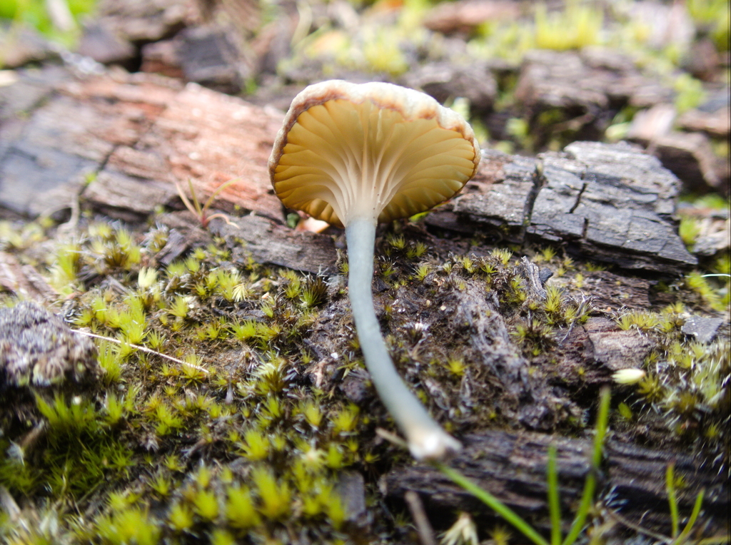 Lichenomphalia ericetorum · February 2026 · photo: © esto20 (iNaturalist, cc-by)