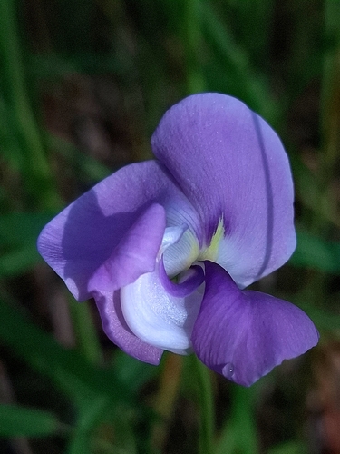 Zombi pea (Vigna vexillata)