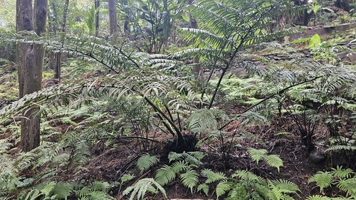 Vessel Fern (Angiopteris lygodiifolia)