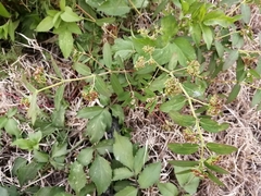 Euphorbia hypericifolia