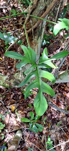 Philodendron pedatum