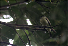 Pachyramphus albogriseus
