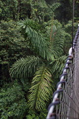 Socratea exorrhiza