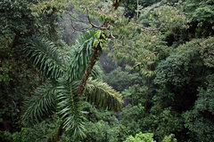 Socratea exorrhiza