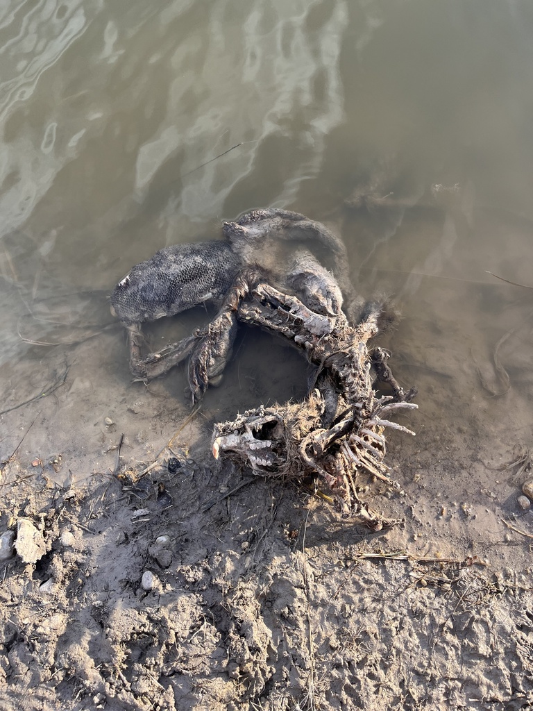 American Beaver in February 2026 by Cody Stricker · iNaturalist