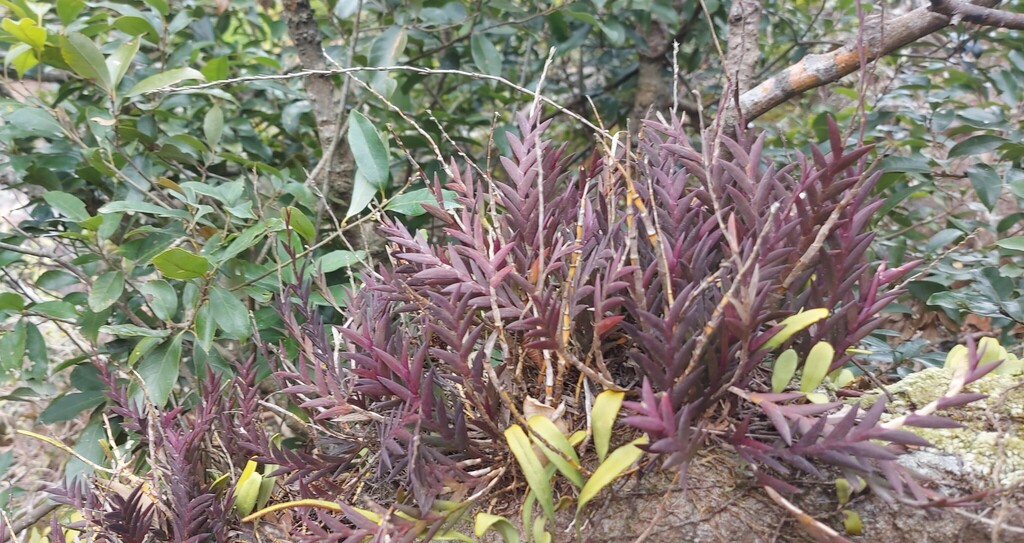 Dendrobium spatella Rchb.f. 2