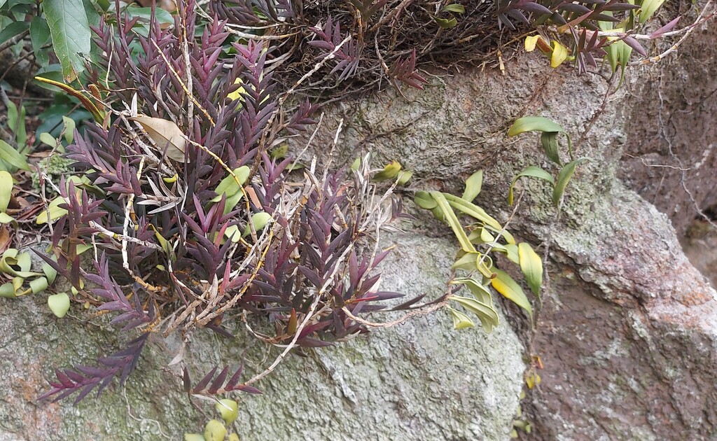 Dendrobium spatella Rchb.f. 3