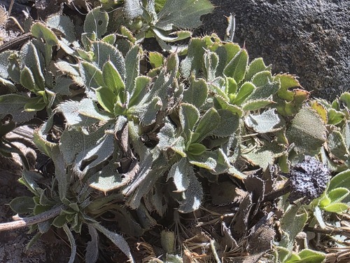 Haplopappus macrocephalus, photograph 1