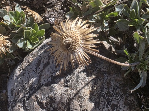 Haplopappus macrocephalus, photograph 2