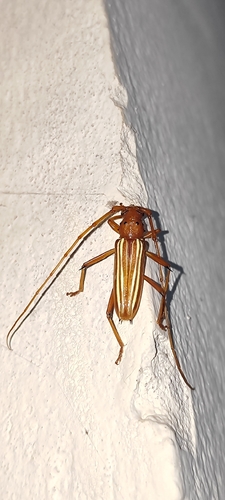 Eburodacrys vittata