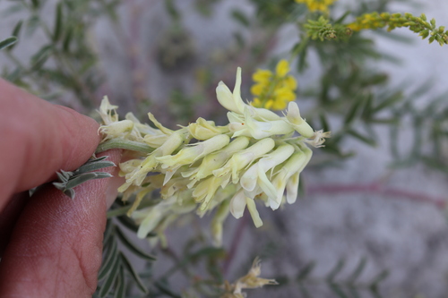 Racemose Milkvetch (Astragalus racemosus)