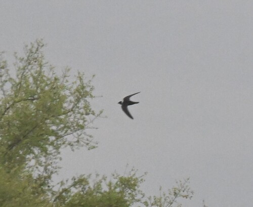 White-collared Swift