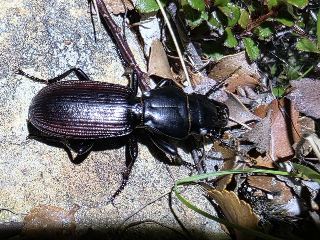 Mecodema pulchellum