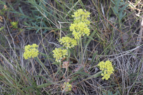 alpine golden buckwheat (Eriogonum flavum)