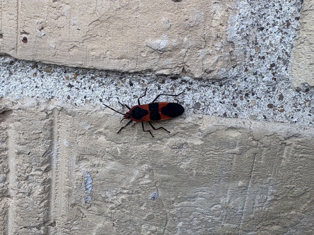 Large Milkweed Bug in February 2026 by michaelkalisek · iNaturalist