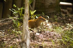 Dasyprocta ruatanica