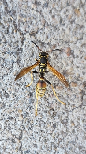 Western Paper Wasp photo 4
