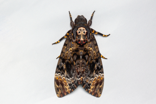 Greater Death's Head Hawkmoth