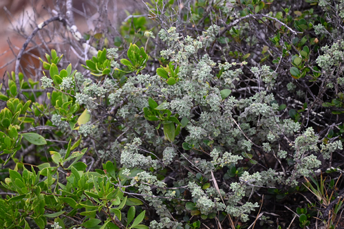 Zieria littoralis, photograph 4