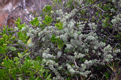 Zieria littoralis, photograph (c) Bryce Watts-Parker, some rights reserved (CC BY)