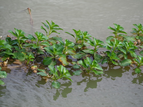 Water-dragon (Ludwigia adscendens)