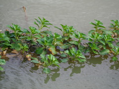 Ludwigia adscendens, photograph author not stated, no rights reserved