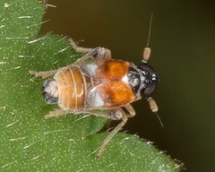 Flavoclypeus andromedus