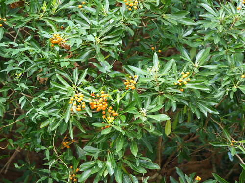 Taiwanese cheesewood (Pittosporum pentandrum)