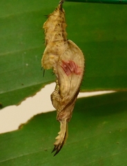 Heliconius erato phyllis