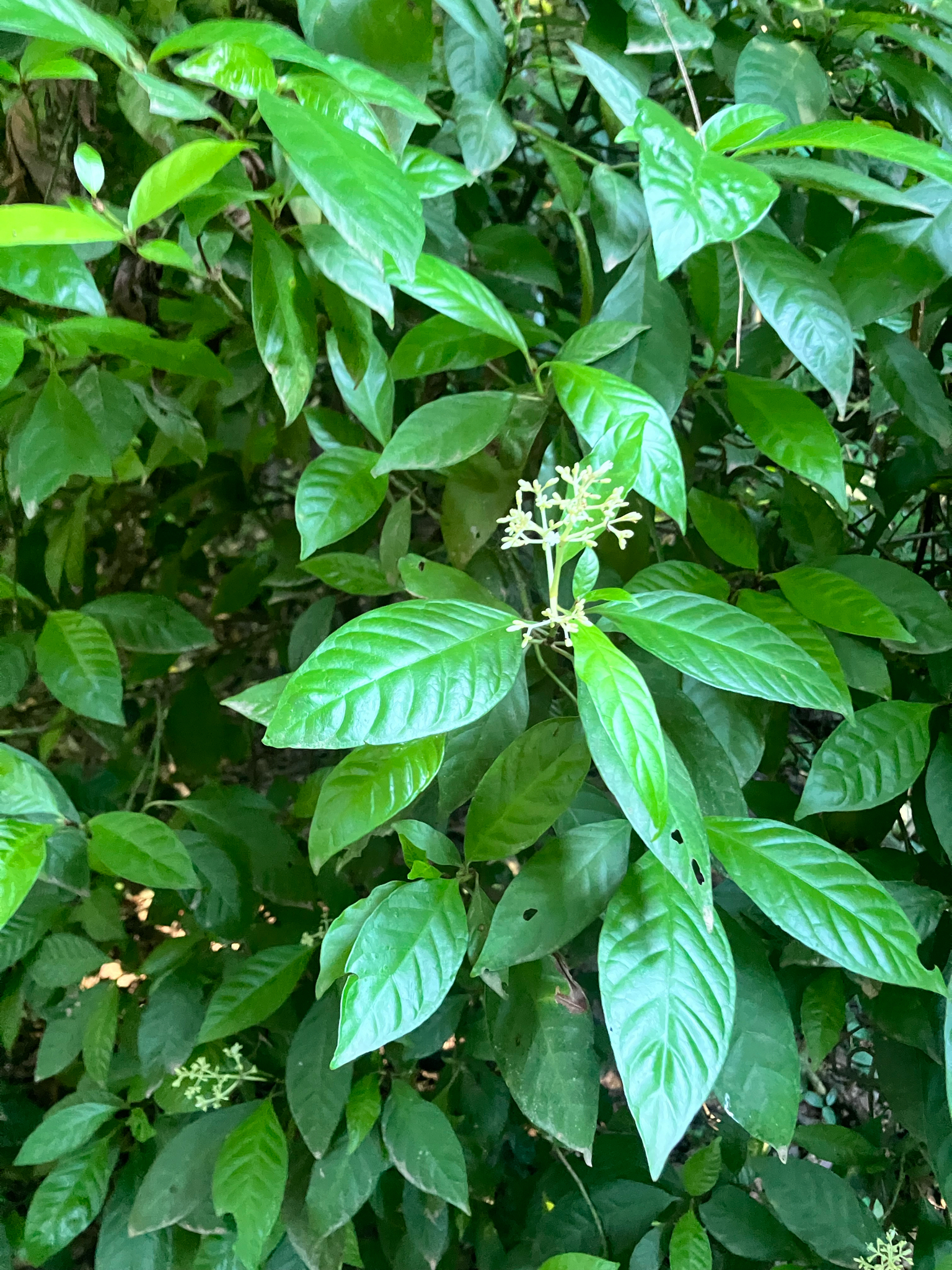 Imagem de Fruta de-sanhaço